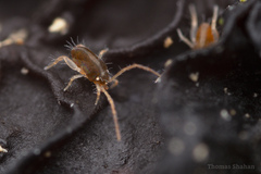 Eupodina