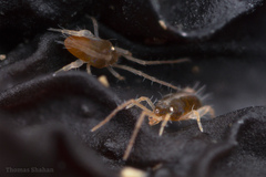 Eupodina