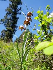 Fritillaria atropurpurea