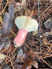 Russula rhodocephala