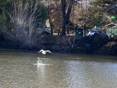 Larus californicus