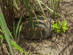 Chelonoidis carbonarius