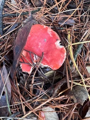 Russula rhodocephala