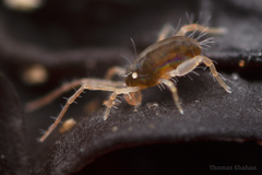 Eupodina