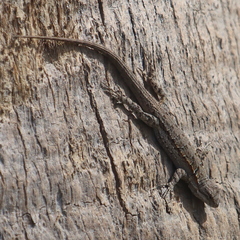 Urosaurus nigricauda