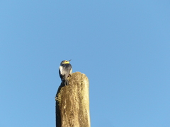 Melanerpes flavifrons