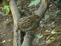 Odontophorus capueira