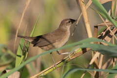 Locustella luscinioides