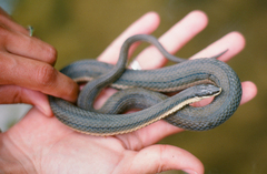 Regina septemvittata