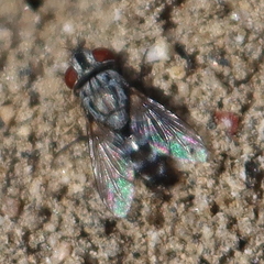 Miltogramminae