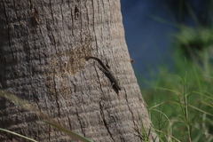 Urosaurus nigricauda