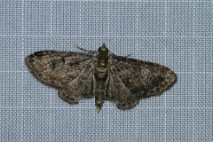 Pasiphila rectangulata