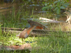 Laterallus melanophaius