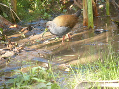 Pardirallus nigricans