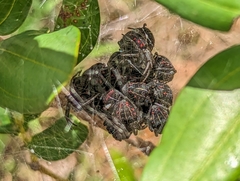 Parawixia bistriata