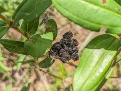 Parawixia bistriata