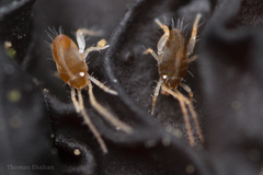 Eupodina