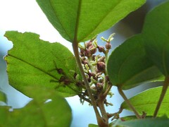 Mallotus philippensis