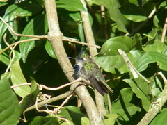 Stephanoxis loddigesii