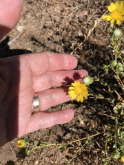 Grindelia hallii