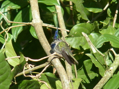 Stephanoxis loddigesii