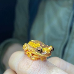 Dendropsophus ebraccatus