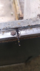 Erythrodiplax nigricans
