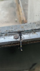 Erythrodiplax nigricans