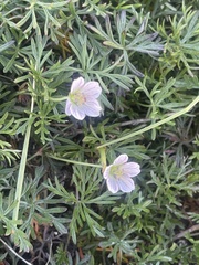 Geranium incanum