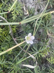 Geranium incanum