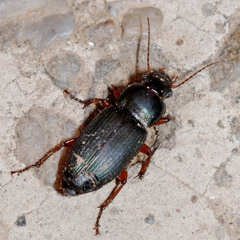 Harpalus affinis
