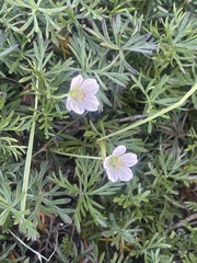 Geranium incanum