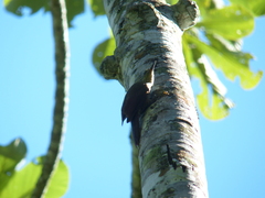 Dendrocolaptes platyrostris