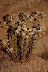 Pseudognaphalium californicum