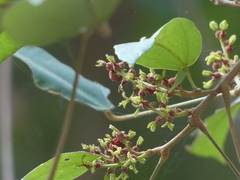 Mallotus philippensis