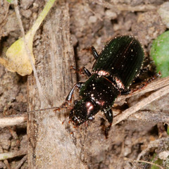 Harpalus distinguendus