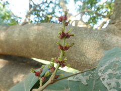 Mallotus philippensis
