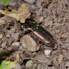 Harpalus distinguendus