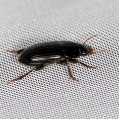 Harpalus froelichii