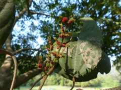 Mallotus philippensis