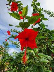 Hibiscus × archeri