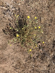 Grindelia hallii