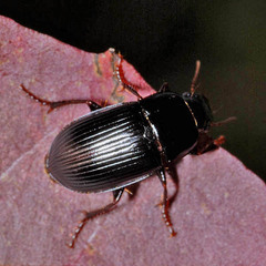 Harpalus froelichii