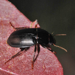 Harpalus froelichii