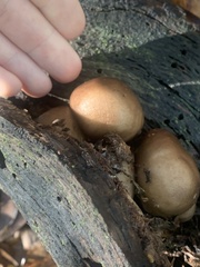 Cryptoporus volvatus