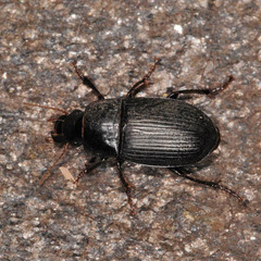 Harpalus froelichii