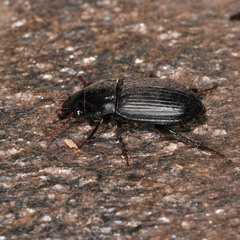 Harpalus froelichii