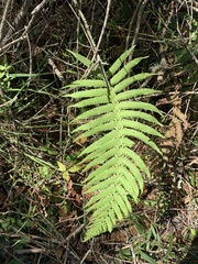 Pelazoneuron kunthii