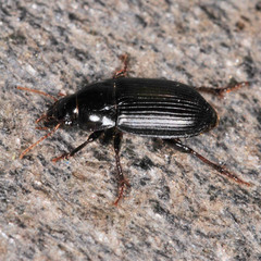 Harpalus froelichii