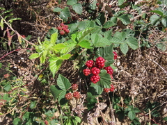 Rubus affinis
